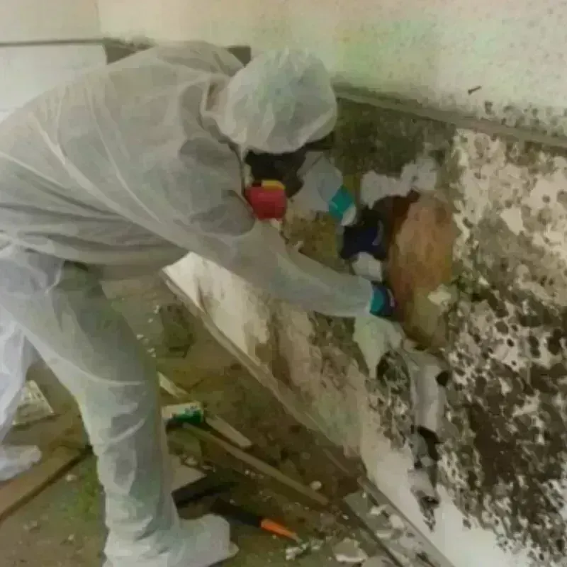 Mold Remediation and Removal in York County, SC